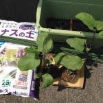 プランターでナス栽培はじめます