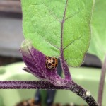 ナスの葉についた害虫まとめ【2014年夏】