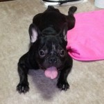 フレンチブルドッグのぶんた。家族になって今日で1ヶ月。