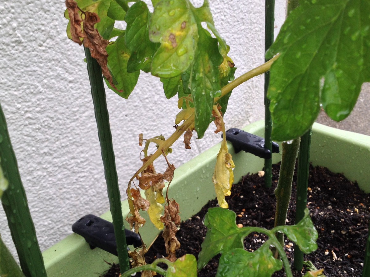 家庭菜園はじめました Blog Archive ミニトマトを植え替えて1ヶ月