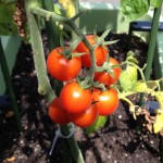 ミニトマトをまとめて収穫