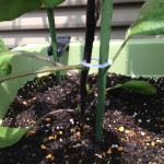 ナスの地面に近い枝から脇芽が。