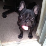 フレンチブルドッグのぶんたです。1歳4ヶ月です。