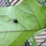 てんとう虫がやってきた。そして昆虫大戦争。