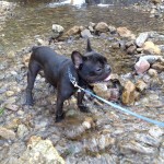 フレンチブルドッグ、川で遊ぶ。楽しいのか、よくわかってないのか。