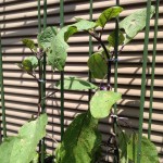 今更ですが、ナスの栽培は三本仕立てが基本らしい。