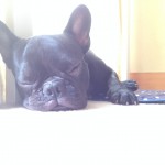 フレンチブルドッグのぶんた。夏の暑い午後。