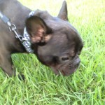 社会性も大事ですよ。フレンチブルドッグのぶんた1歳4ヶ月。