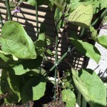 プランターでナス栽培。支柱を立ててみました。