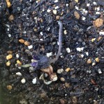 ナスの花。また落ちてる。落花対策を考えよう。