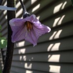 ナスの花。短花柱花？これはダイジョブ？