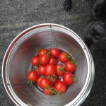 今日は台風11号。ミニトマトを収穫。ナスの花は若干よくなったかな。