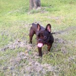 1週間ぶりの散歩。なんかすっかりやれる男になっているフレンチブルドッグのぶんた。
