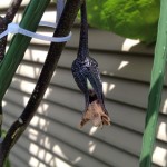 苦節三週間。やっとナスの実がつきました。