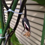 白いナス？ナスの実が白い。なにかが不足している模様。あれ。花の形も違う？