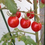 ミニトマトが割れていました。赤く熟れた実は穫ってしまいましょう。原因は？