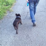 リーダーウォークで散歩。できるようになってきた。