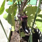 少しずつ育っているナスとミニトマト。いつまで収穫できる？