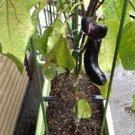 久しぶりの雨。害虫駆除の恵みの雨になるかな。