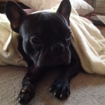 最近は雨ばかりですから寝てばかりで食べてばかりなフレンチブルドッグ。