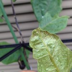 勢力を盛り返しつつあるナスのハダニ。水で攻めるのみ。