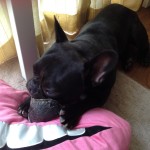 今日も雨。もしかして散歩はどうでもいいタイプ?なフレンチブルドッグ。