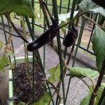 しっかり育ちつつあるナス。ハダニは減少傾向。