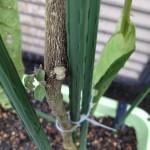 プランターでナス栽培。この辺りの新芽を伸ばしてみよう。