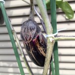 ナスの茶色いキズの様ような模様。ミナミキイロアザミウマかも。追肥もしました。