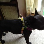 ハーネスとハーフチョークを買ってもらったフレンチブルドッグのぶんた。