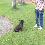 ハーフチョークを買ってもらって訓練にはげむぶんた。