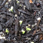 14日目のナスと3日目の春菊。プランターで栽培中の春菊、発芽を確認。