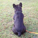 恐竜広場で訓練にはげむフレンチブルドッグのぶんた。