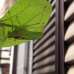 プランターで春菊栽培10日目。双葉の間から本葉確認。