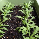 プランターで栽培中の春菊。3週間経過。本葉5〜6枚目成長中。