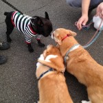 たまには近所で散歩でも。道中コーギー2匹とわいわい。