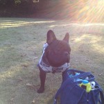 フレンチブルドッグのぶんた。1泊2日で初めての外泊。