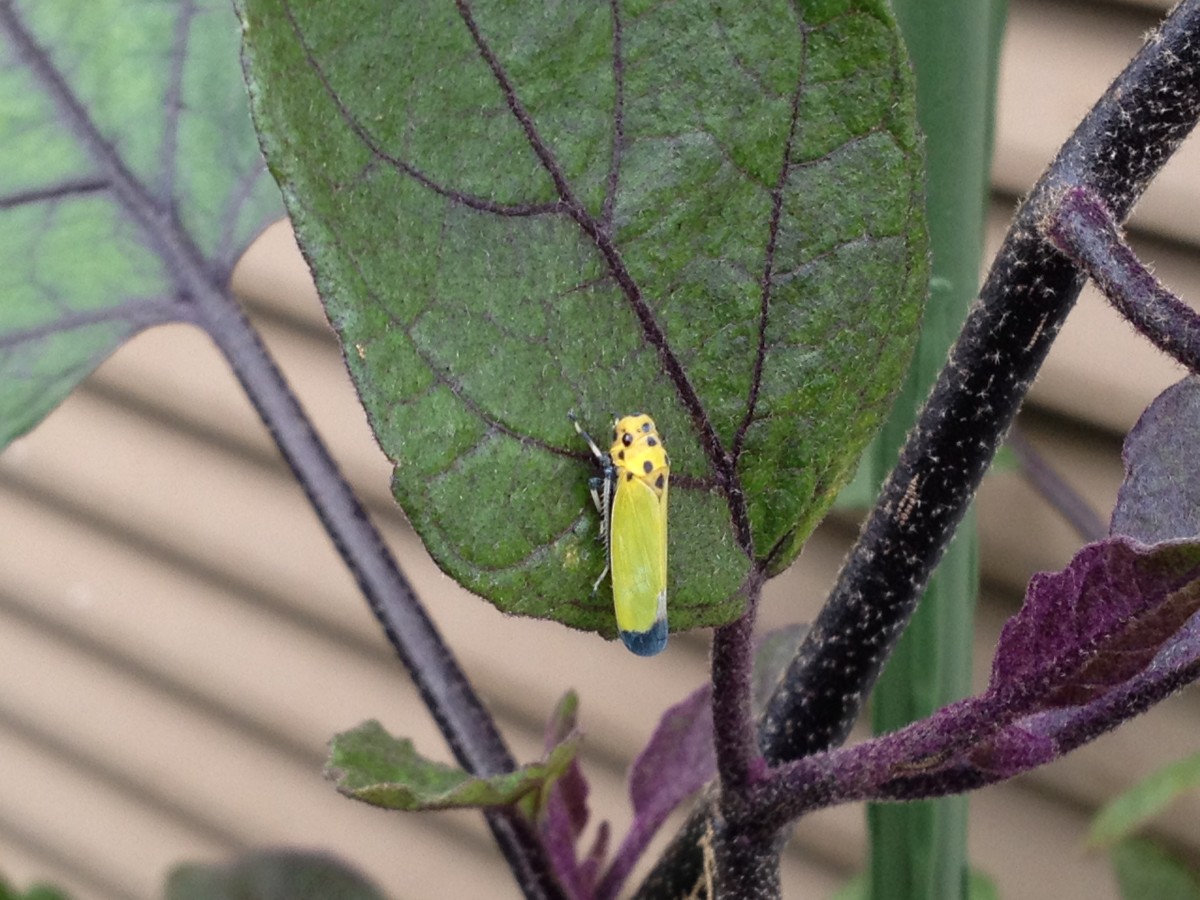 家庭菜園はじめました Blog Archive 今日も春菊を少し収穫 ナスに追肥 頭の黄色い虫とイモムシ