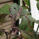 プランターのナス。更新剪定後1ヶ月半程度経過。