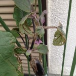 プランターのナス。チャノホコリダニによる加害が判明。