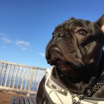 ぶんた。こつこつと小室山にかよっております。