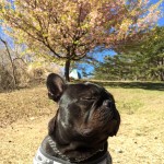 ぶんた。すっかり春めいてきましたな。