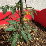 プランターでミニトマト　2週間経過