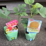プランターで【小玉すいか】と【ネットメロン】栽培に挑戦