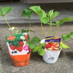 プランターでイチゴ栽培に挑戦