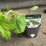 プランターでゴーヤの栽培に挑戦