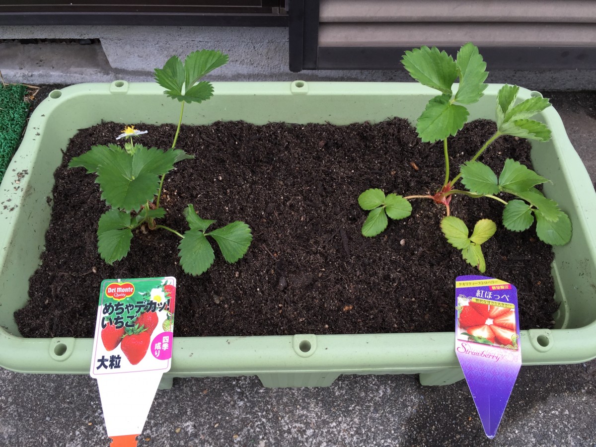 家庭菜園はじめました Blog Archive プランターでイチゴ栽培に挑戦