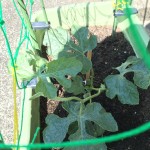 小玉すいか、ミニメロン、ゴーヤを摘心してみた