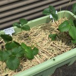 プランターでイチゴ栽培【2週間経過】炭疽病の疑いあり