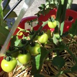 プランターで栽培中のミニトマト　【40日経過】